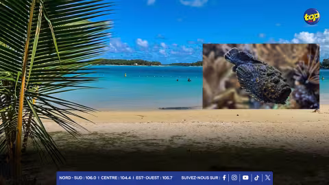 Sécurité des lagons : présence des poissons-pierres « Laffe Laboue  dans le lagon de Blue Bay selon la police 
