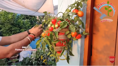 Légumes hors de prix : Cultivez des tomates à l’envers sur votre balcon