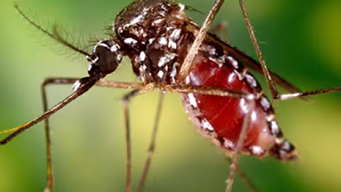 Premier cas local du Chikungunya : « Virus la pe sirkile ek nou ena bann moustik malad, », affirme le Dr Vasantroa Gujadhur