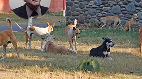 Chiens errants : un enjeu environnemental nécessitant une action conjointe des ONG et de la population, selon Rajesh Bhagwan