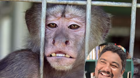 Ce fervent défenseur de la cause animale, dénonce des pratiques qu’il juge « inhumaines et illégales » dans le cadre du transfert des singes depuis les fermes d’élevage jusqu’au tarmac de l’aéroport, avant leur expédition à bord des avions cargo.