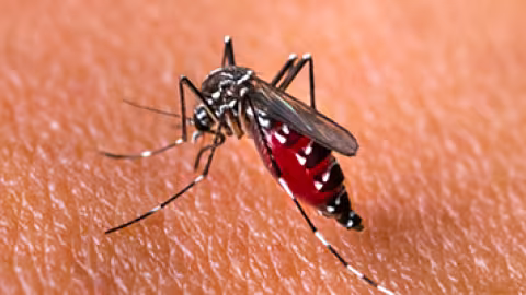 Chikungunya : 13 échantillons de sang testés, tous négatifs