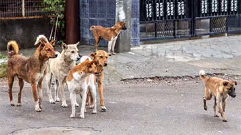 Abandon, maltraitance et empoisonnements : L’urgence d’une action collective pour les animaux errants