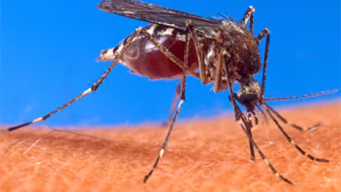 Chikungunya : deux décès confirmés à La Réunion ce vendredi 