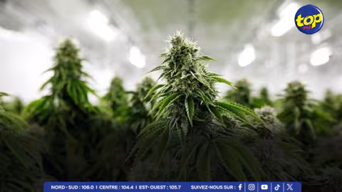 À Chamarel : 147 plants de cannabis déracinés par l’ADSU 