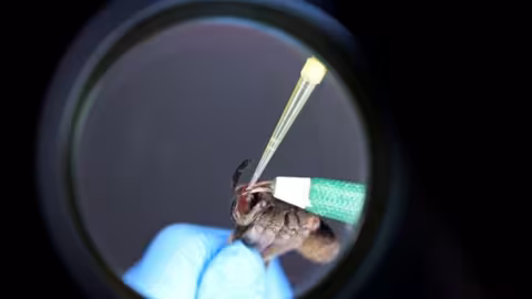 Au Brésil, une araignée venimeuse au secours des problèmes d’érection