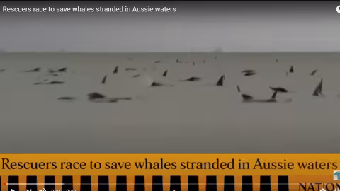 En Australie, les autorités à pied d’œuvre pour sauver près de 200 baleines pilotes