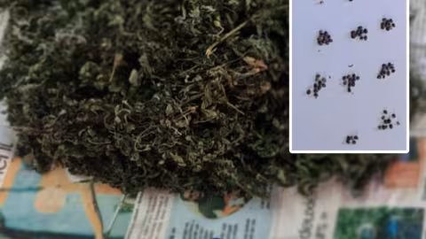 À Clemencia, dans l’Est : Satish Gokhool, 47 ans, arrêté pour trafic de cannabis