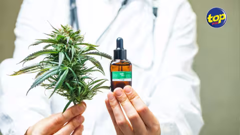 Cannabis à usage médical : Le traitement sera dispensé uniquement dans les établissements de santé publics