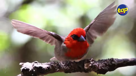Espèce d’oiseau déjà menacé : des craintes concernant la disparition du « cardinal de Maurice »