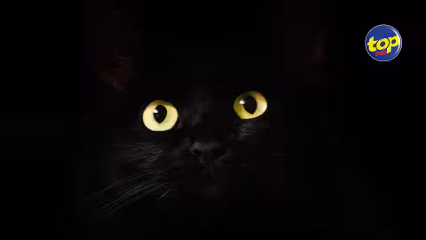 Journée internationale du chat noir contribution