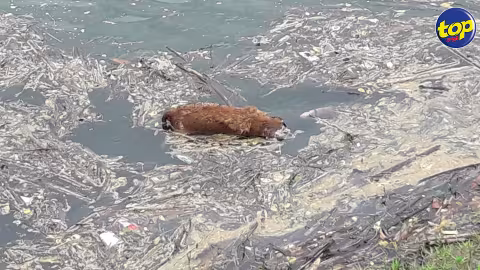 La Nicolière : Un chien mort flotte depuis trois jours dans le réservoir