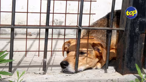Hausse des cas d’abandon et de cruauté : les défenseurs des droits des animaux déplorent l’insensibilité et le manque d’empathie des Mauriciens envers les maurichiens et les maurichats