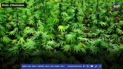À Chamarel : 1025 plants de cannabis déracinés par l’ADSU.