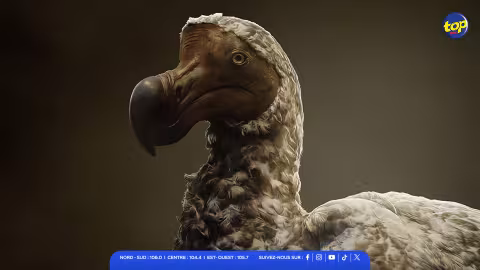 Dodo