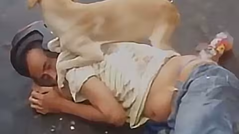 Un chien protège son maître ivre contre la police