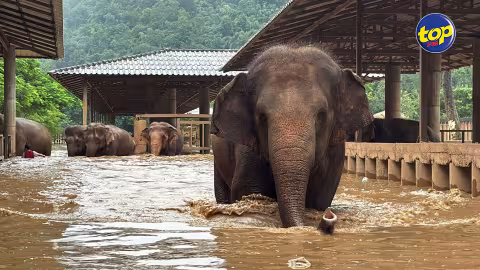 About 100 rescued elephants escape flash floods at popular sanctuary in northern Thailand