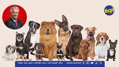 Enregistrement obligatoire des chiens : déjà 853 inscrits, annonce Arvin Boolell