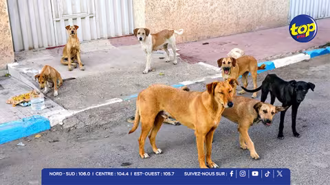 « Une crise nationale » : les ONG tirent la sonnette d’alarme sur les animaux errants à Maurice