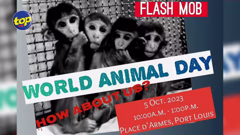 Flash-mob de la plateforme Monkey Massacre in Mauritius à Port-Louis ce jeudi : « Nu papé porte suffisamment attention lor sa massacre kipé arriver avec nu bane singes », déplore l’activiste Mansa Daby