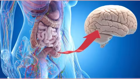 Alzheimer et flore intestinale : le lien est confirmé