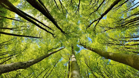 Journée Internationale des forêts