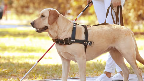 La Journée internationale des chiens-guides