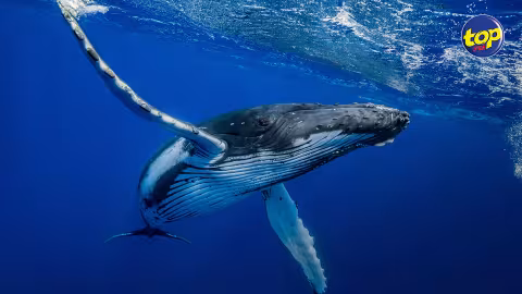 Ce samedi 19 février : le monde célèbre la Journée internationale de la baleine