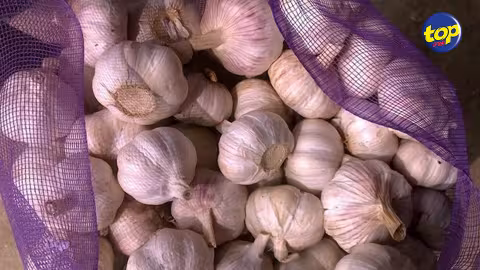 A Nouvelle-Découverte : Plusieurs kilos d’ail emportés