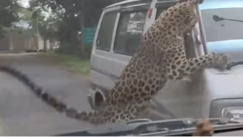 Inde : Un léopard sème la terreur et blesse une quinzaine de personnes dans un quartier résidentiel