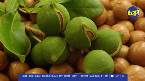 Diversification de l’agriculture : la noix de macadamia commence à se faire une place dans notre paysage agricole