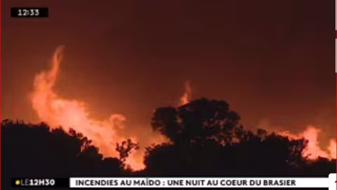 Un incendie détruit 100 hectares de forêt indigène à la Réunion – la France dépêche des renforts