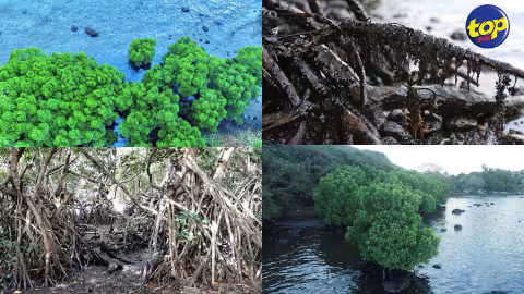 Selon les experts japonais : le déversement d’huile n’a pas endommagé les forêts de mangroves protégées