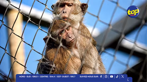 Macaques saisis à Jin Fei : Hammerhead engage une action civile et réclame Rs 8,3 milliards pour manque à gagner
