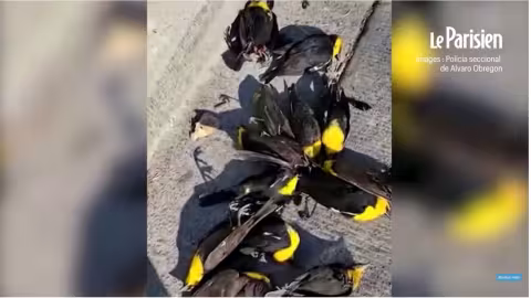 Des centaines d’oiseaux tombent mystérieusement décédés