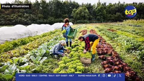 Sécheresse persistante : les planteurs craignent une baisse de production et une hausse des prix