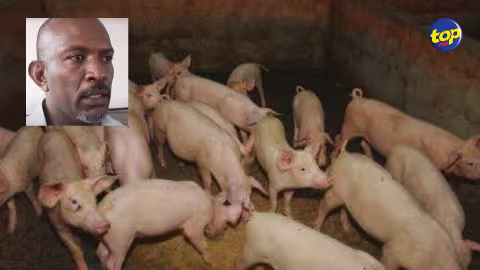 Consultations pré-budgétaires : « Nous n’avons pas reçu d’invitation », affirme Michael Marguerite, de la Mauritius Pig Marketing Cooperative Federation