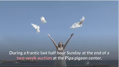 Un pigeon venant de Flandre vendu à Rs 80 millions, un record