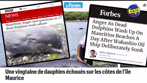 Dans le Sud-est : les dauphins morts intéressent la presse internationale