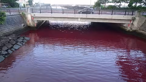 Japon : A cause d’une brasserie, l’eau d’un port vire au rouge sang