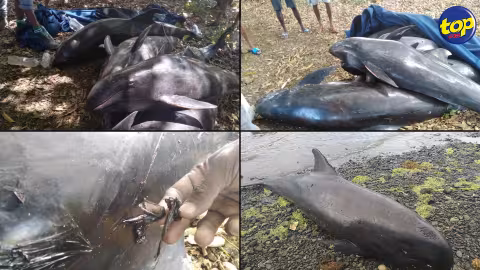 Mammifères marins retrouvés morts sur les plages du Sud-est : Greenpeace Africa réclame une enquête urgente