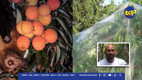 Saison des fruits : La Mauritius Wildlife Foundation plaide pour la protection des forêts plutôt que l’abattage des chauves-souris 