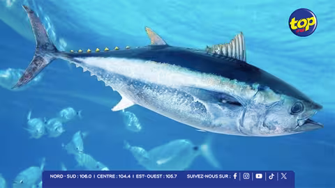 Pêche au thon : Maurice au cœur d’une nouvelle dynamique de coopération régionale