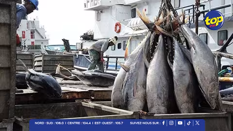 Industrie de la pêche au thon : l’État mauricien a encaissé plus de Rs 537 millions entre 2019 et 2024.