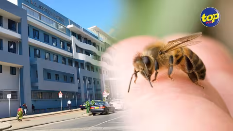 À Canal Dayot : Un bébé fait une réaction allergique après une piqûre d’abeille