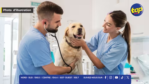 vétérinaires